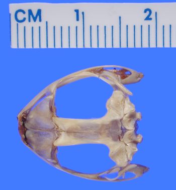 Media type: image; Herpetology A-21975